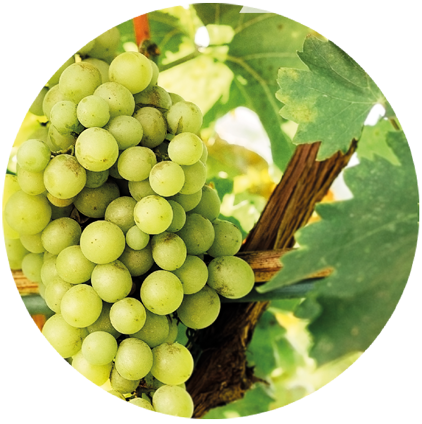 variedades de uva blanca para vinos tranquilos y espumosos